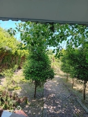 خرید ویلا فلت 60 متری در سرخرود