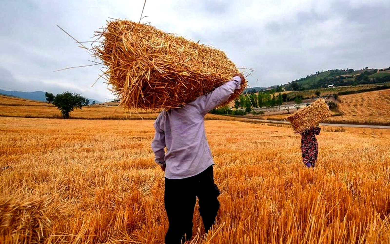 خرید زمین کشاورزی در مازندران